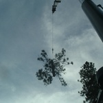 Residential - hazard tree removal 2