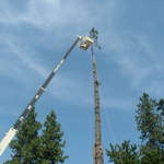 Residential - man basket applications tree