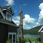 Residential Tree Work